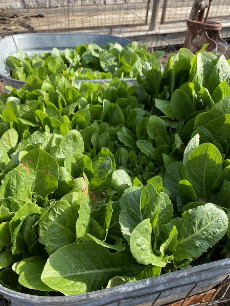 Homegrown lettuce